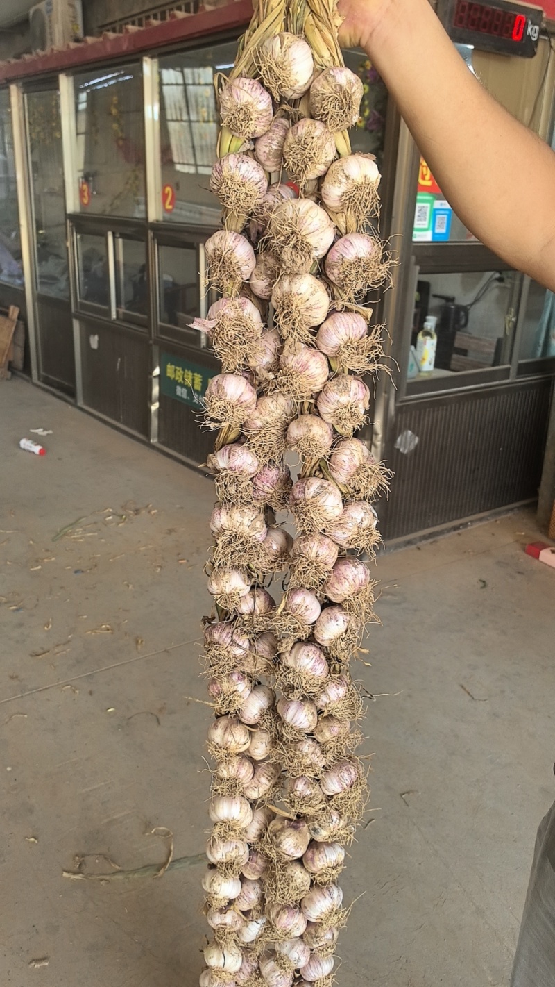 精品山东大蒜货源充足产地供应量大从优欢迎咨询