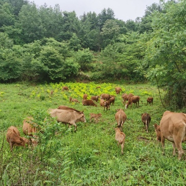 跑山牛