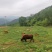 跑山牛