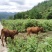 跑山牛