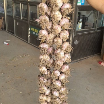 精品辨子蒜产地直发量大从优质量保证欢迎咨询