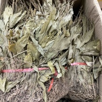 见血清大货批发