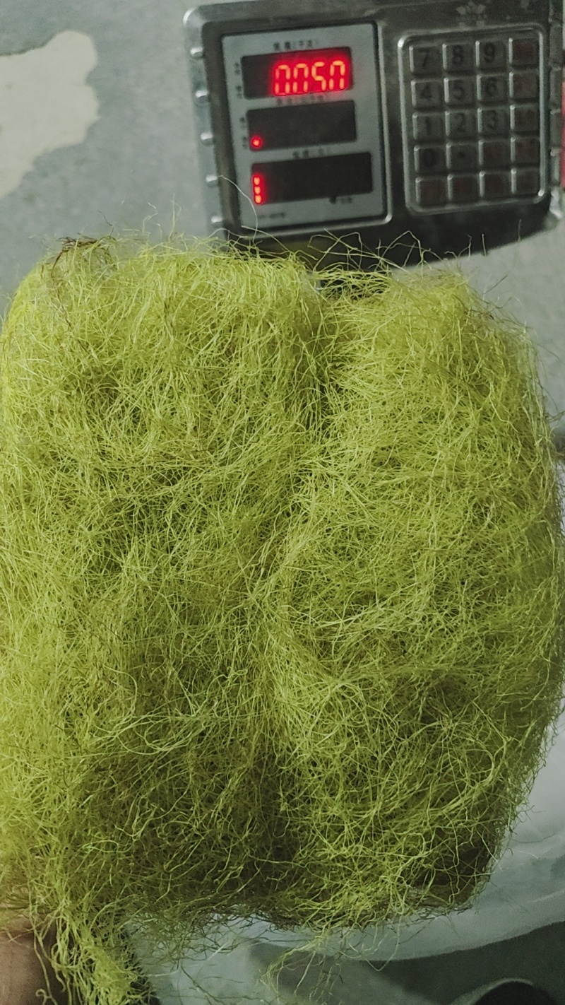 玉米笋嫩须晒干