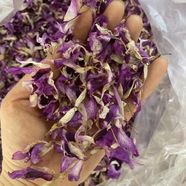 紫色石斛花大货批发