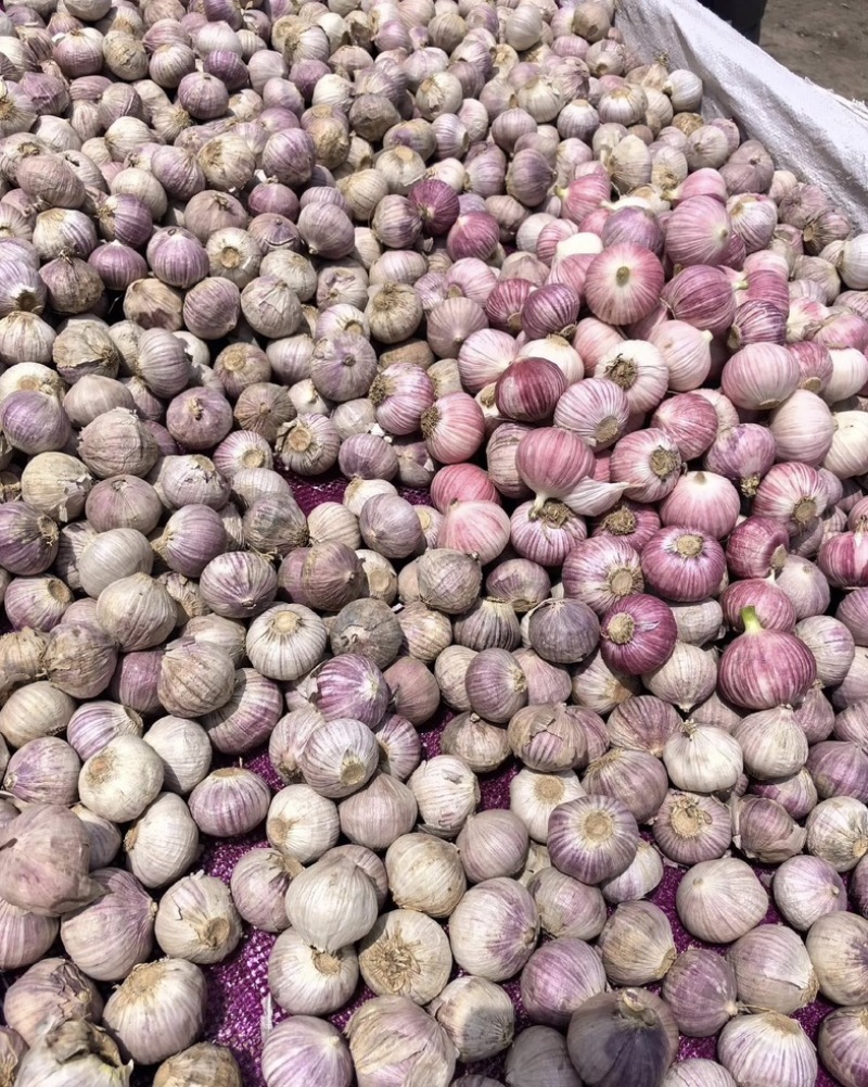 东北紫皮独头大蒜大量有货新鲜品质优可视频看货