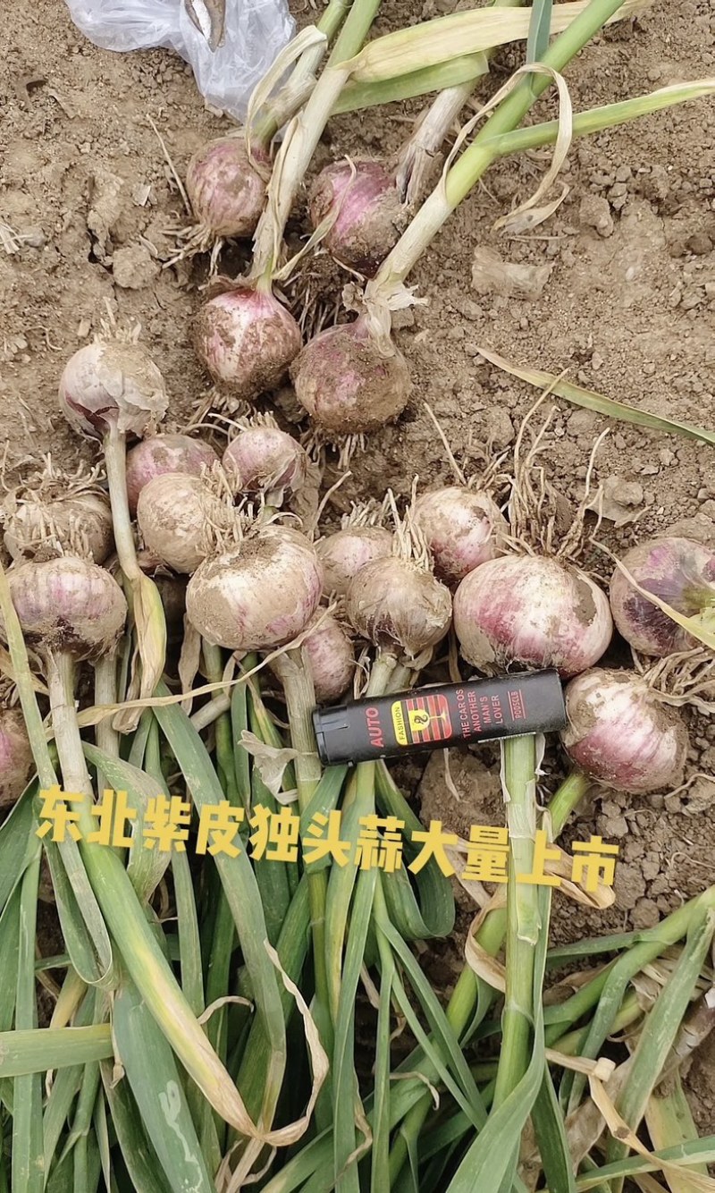 东北紫皮独头大蒜大量有货新鲜品质优可视频看货