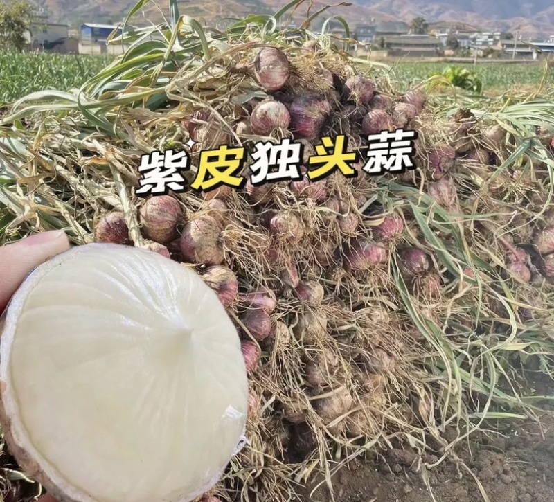 东北紫皮独头大蒜大量有货新鲜品质优可视频看货