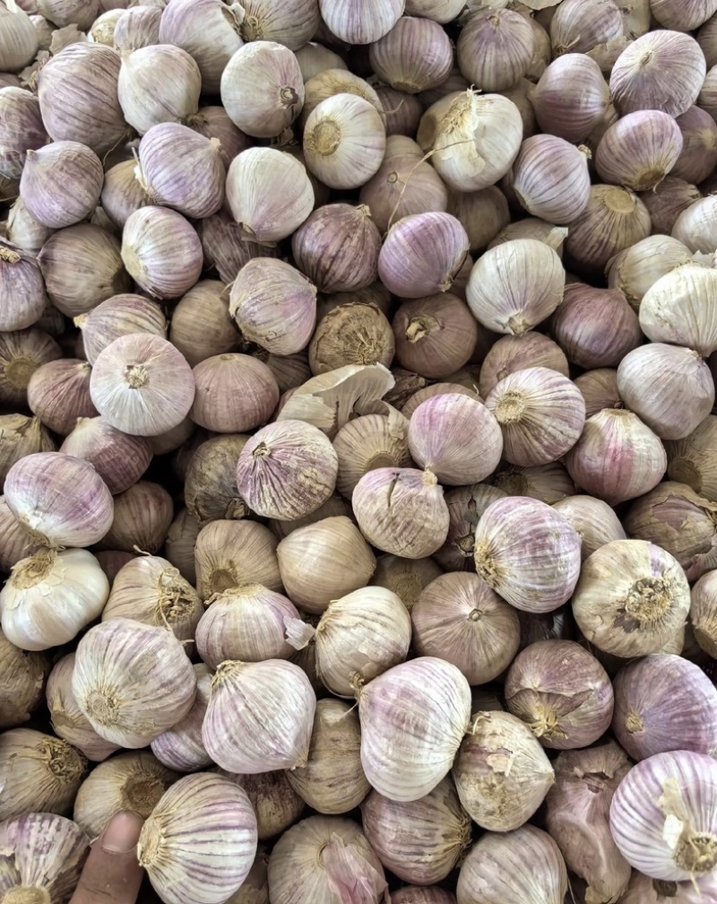 东北紫皮独头大蒜大量有货新鲜品质优可视频看货