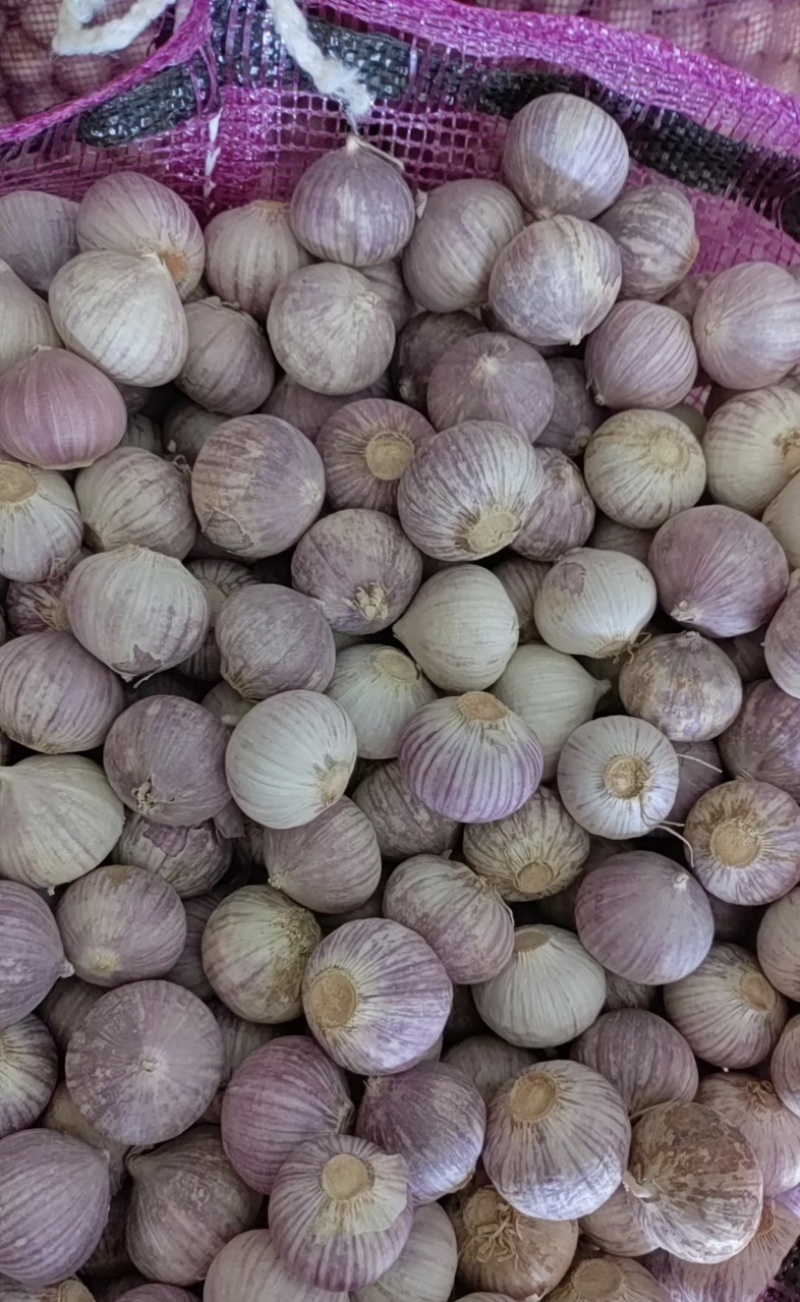 东北紫皮独头大蒜大量有货新鲜品质优可视频看货