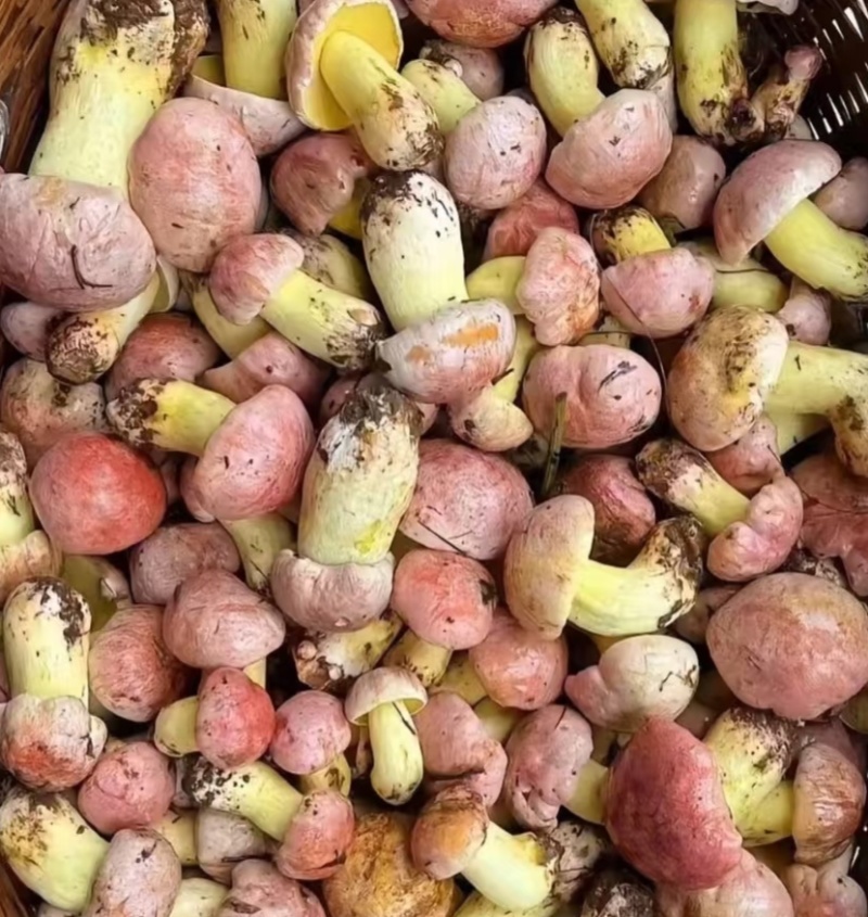 云南野生菌
