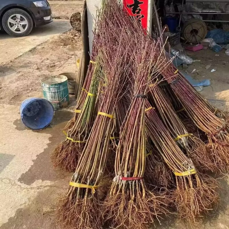蜂糖白玉油桃苗品种纯真纯甜油桃树苗基地现起现发货
