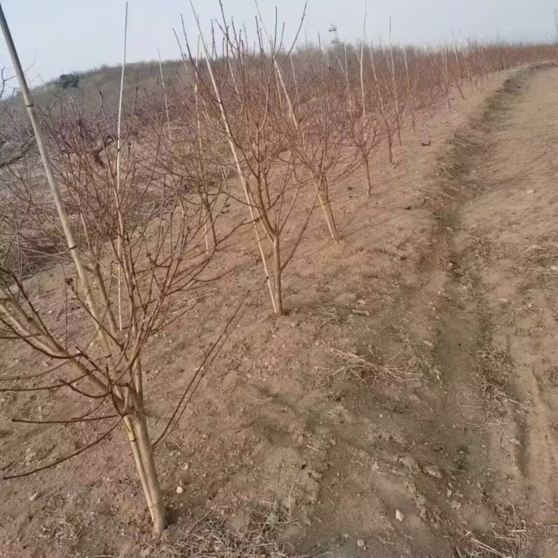 蜂糖白玉油桃苗品种纯真纯甜油桃树苗基地现起现发货