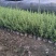 金边六月雪大杯平面高度35cm，基地有量，欢迎来一亩田订