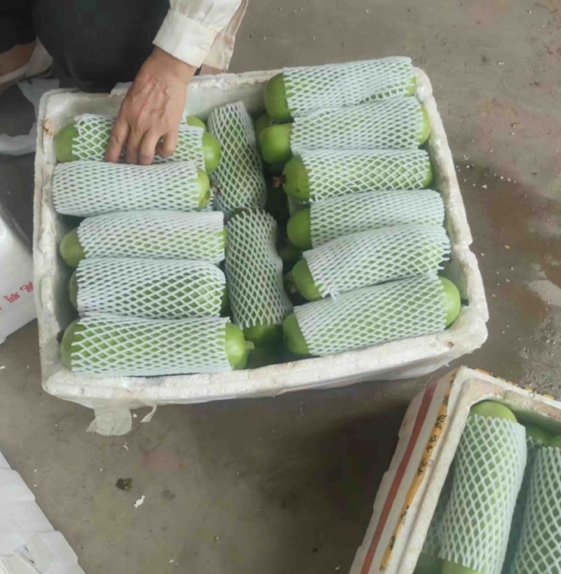 瓠子瓠瓜湖北瓠子产地供货一手货源保质保量