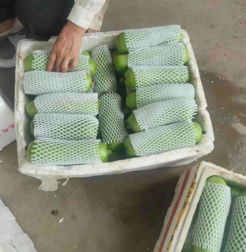 瓠子瓠瓜湖北瓠子原产地发货可视频看货保质保量
