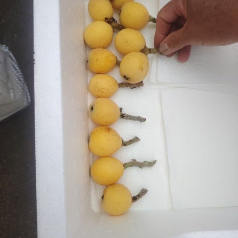 高仿白玉枇杷苏州特产单果25g每天可出1万斤