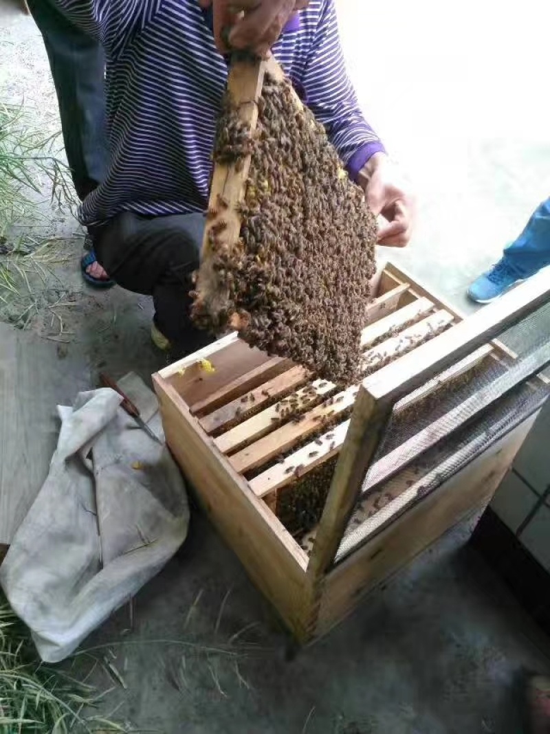 蜂蜜桂圆蜜产地直发量大从优欢迎各位下单，来电咨询