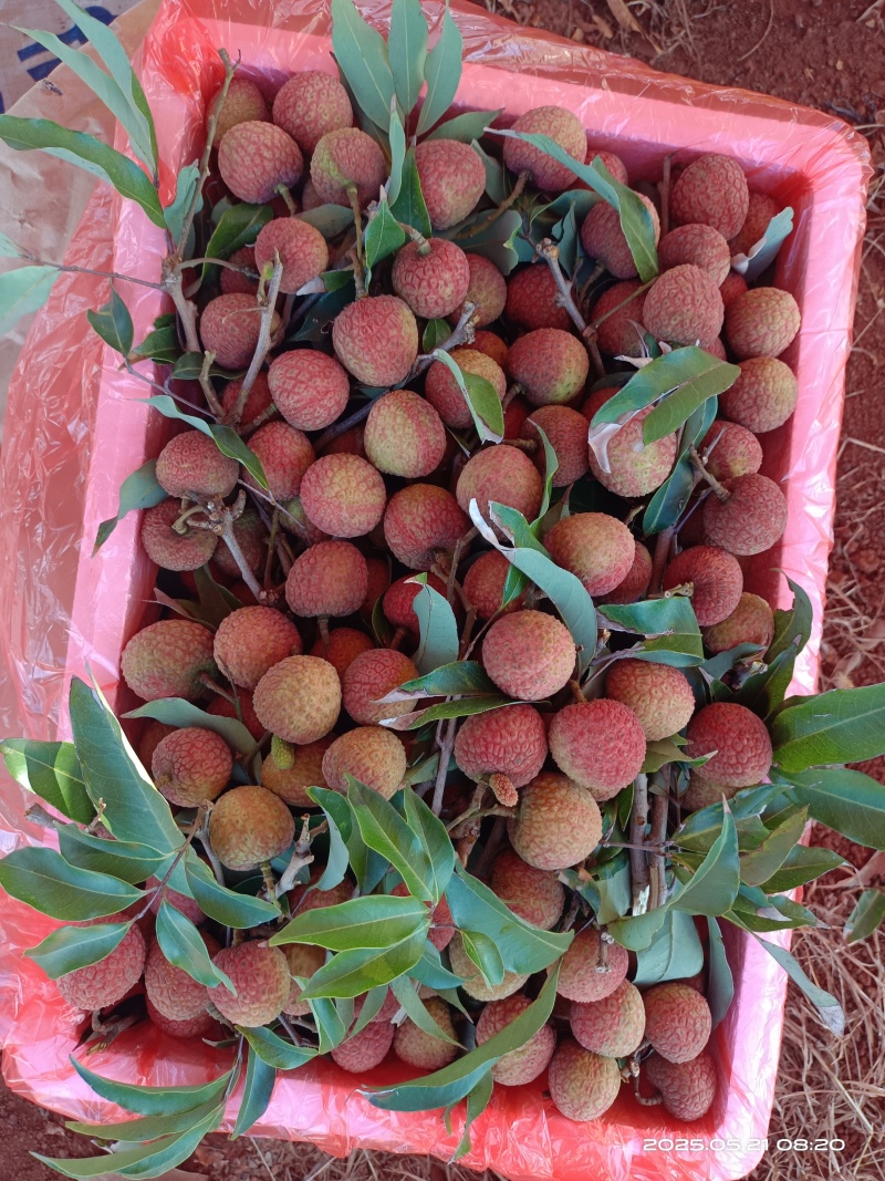 湛江荔枝白糖罂/妃子笑大量上市，产地直发