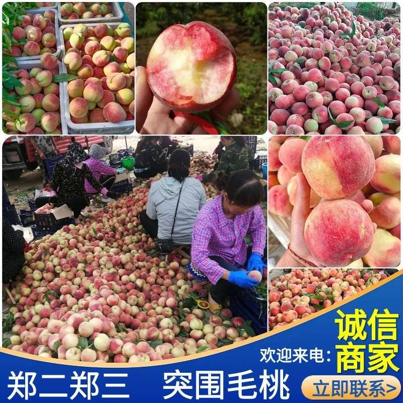 郑三&突围毛桃/陕西毛桃/现摘现发/基地直供欢迎洽谈