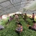 【基地直供】🇨🇳脱毒原原种秦薯五号红薯苗，短蔓型红薯