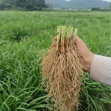韭菜根