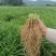 韭菜根