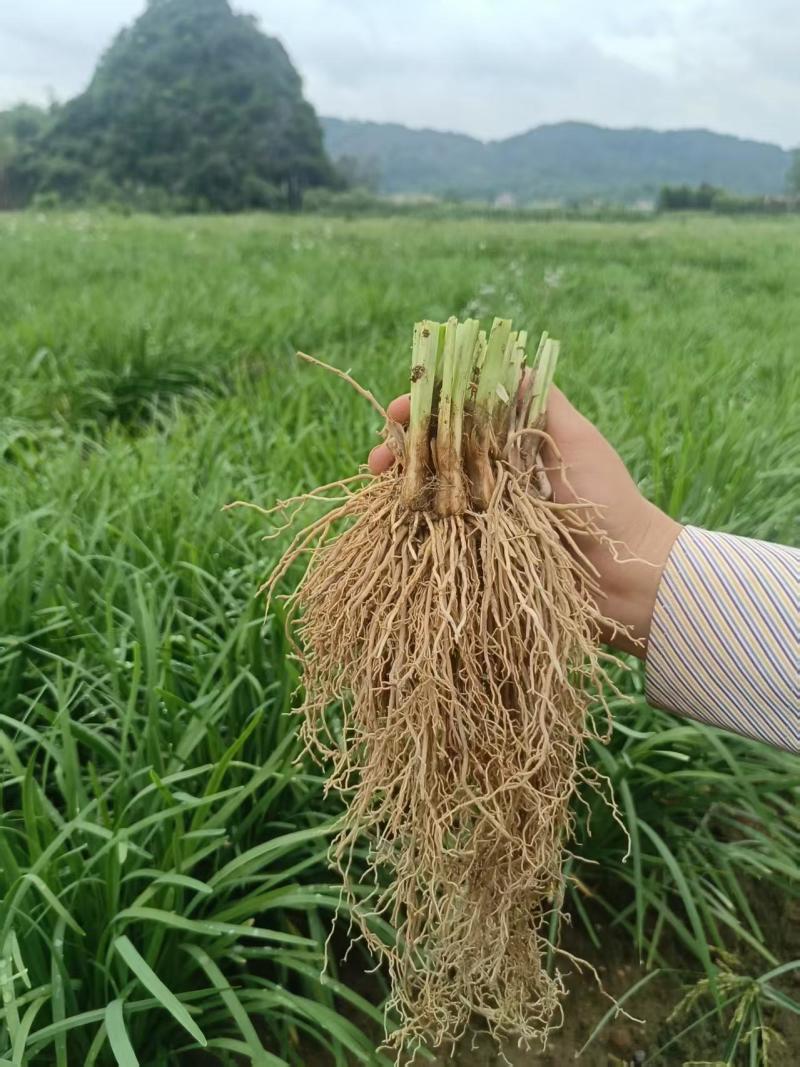 韭菜根