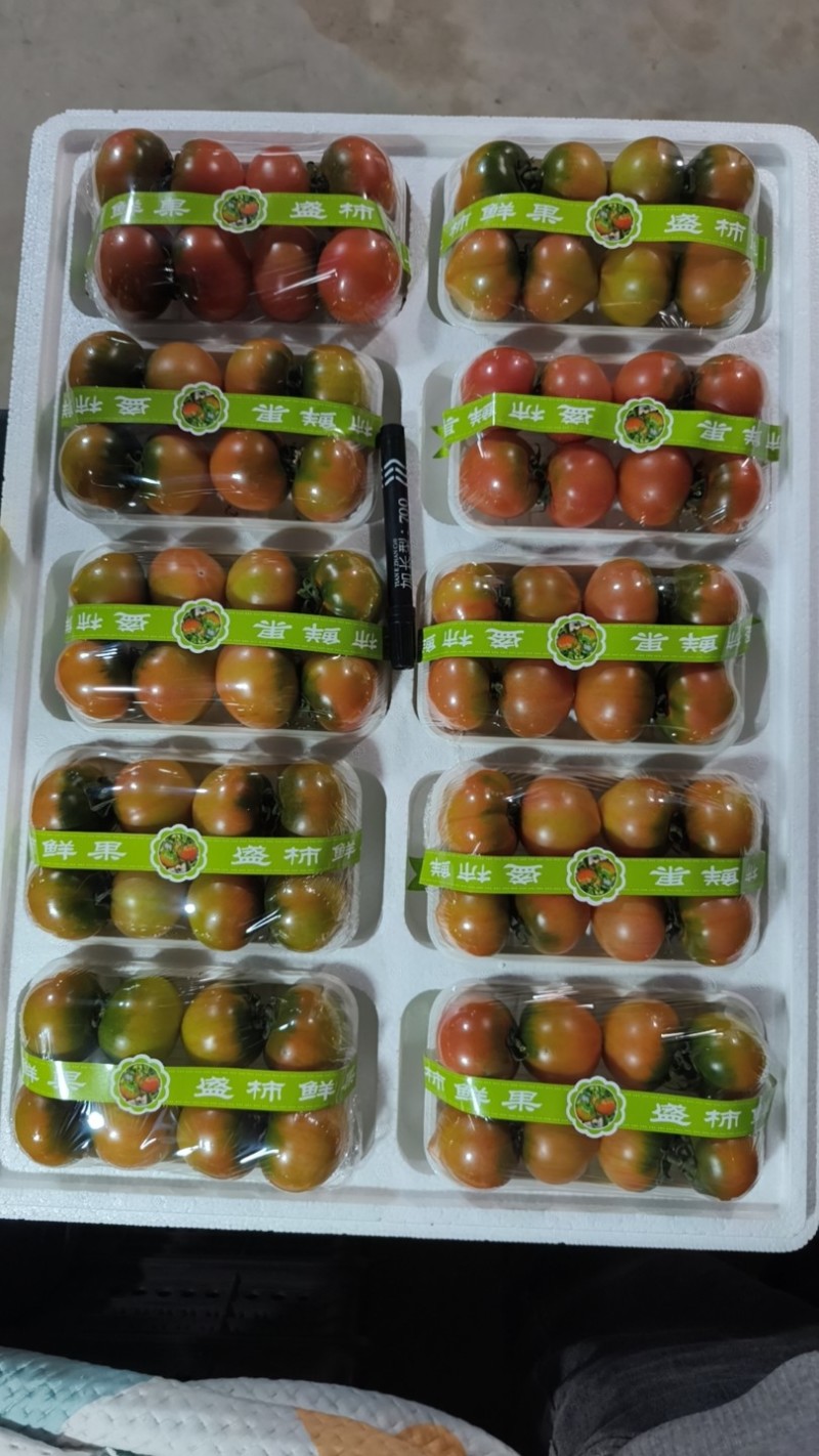 盘锦碱地柿子
