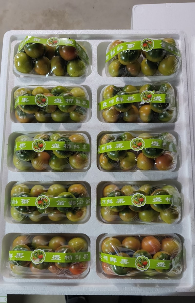 盘锦碱地柿子