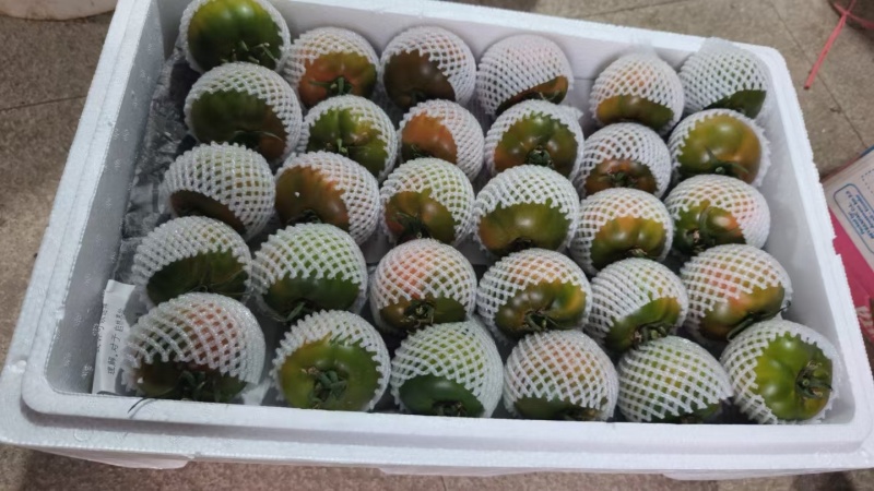 盘锦碱地柿子