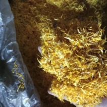 金丝皇菊片
