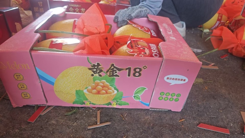 凤金6号金蛋蛋畅销品种百万亩基地专业品控专业供应
