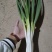 分葱