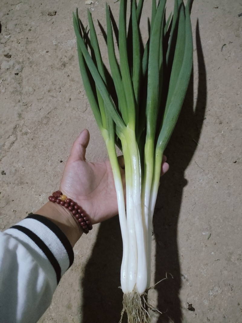 分葱