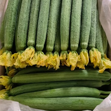 大量供应鲜花丝瓜，精品货，电商货一应俱全