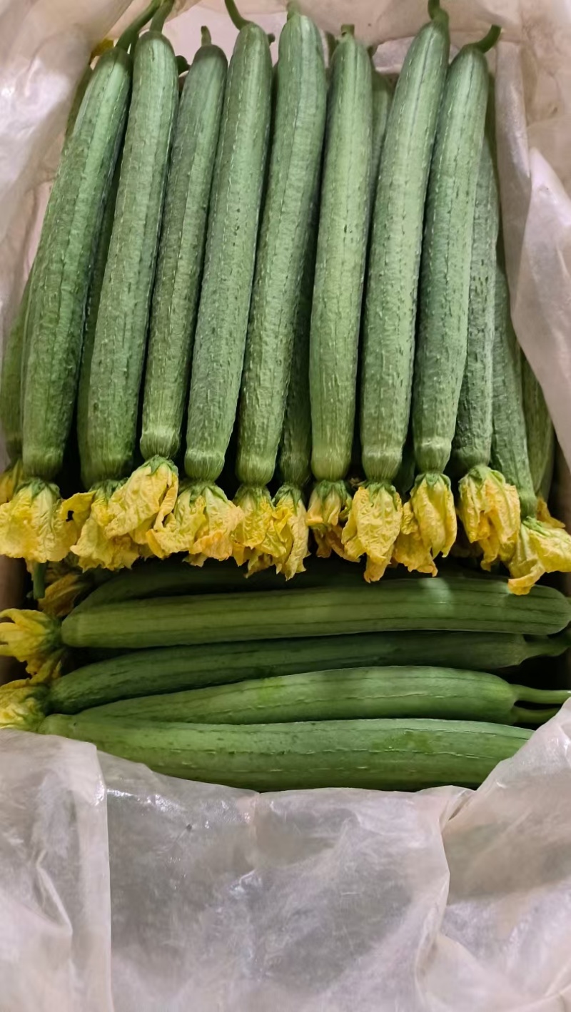 大量供应鲜花丝瓜，精品货，电商货一应俱全