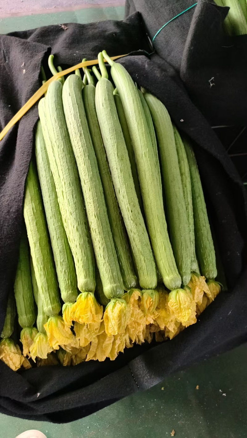 大量供应鲜花丝瓜，精品货，电商货一应俱全
