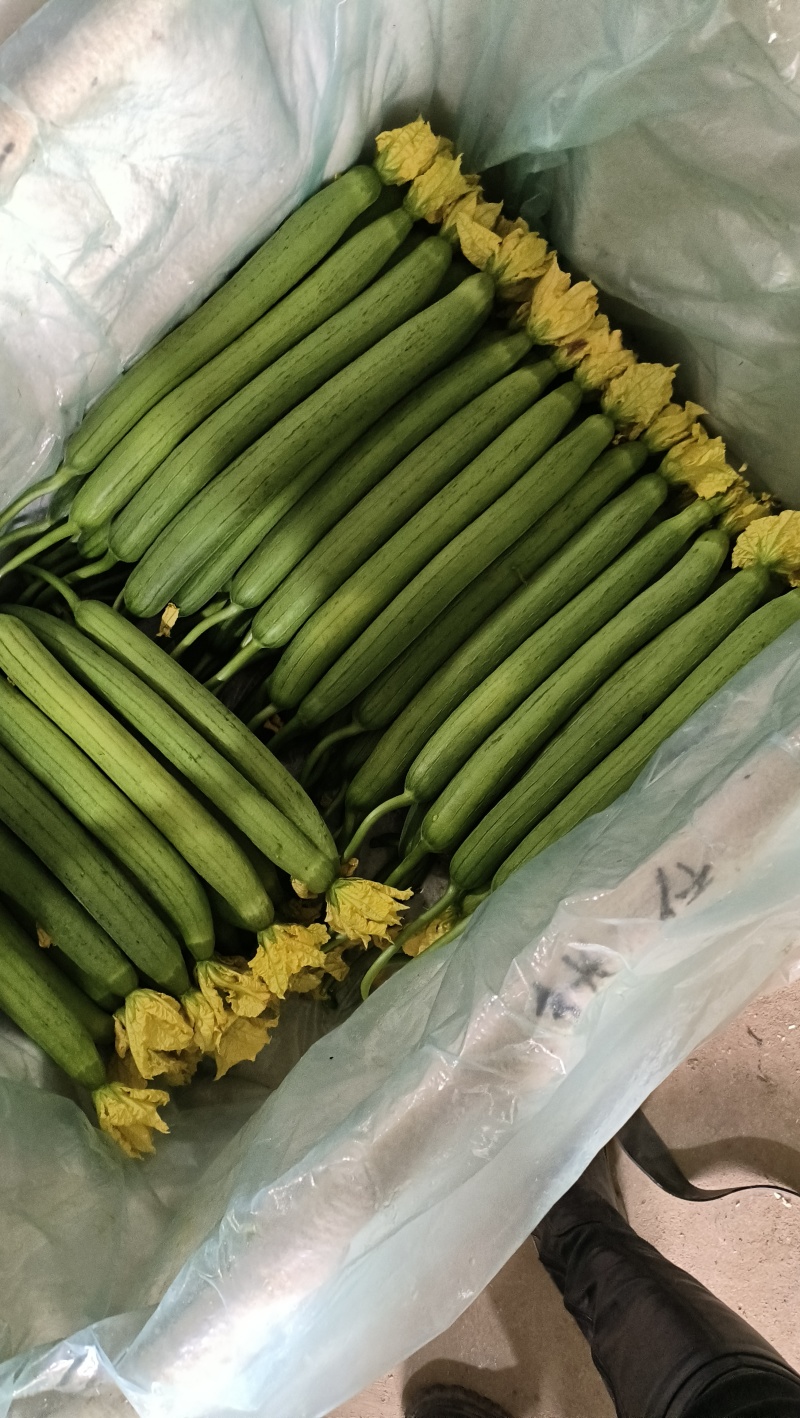 大量供应鲜花丝瓜，精品货，电商货一应俱全