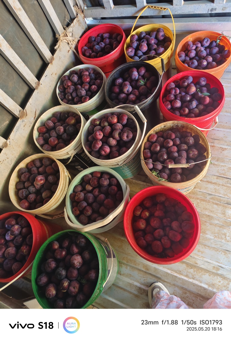 黑布李