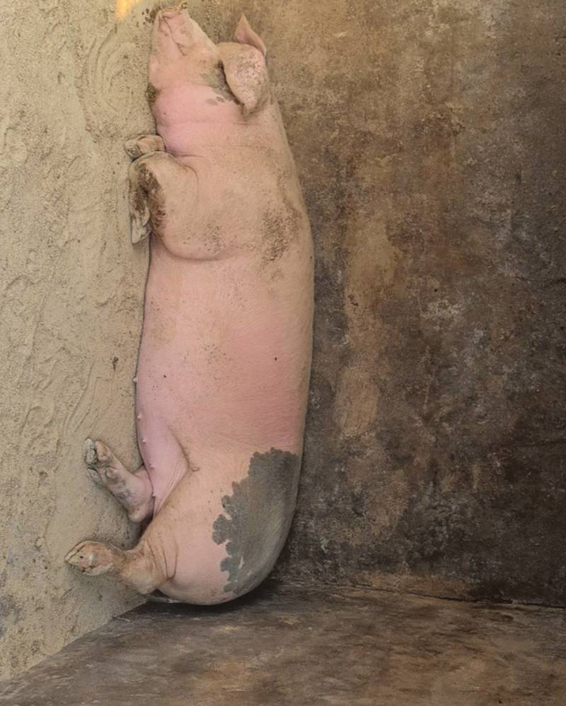 农家猪