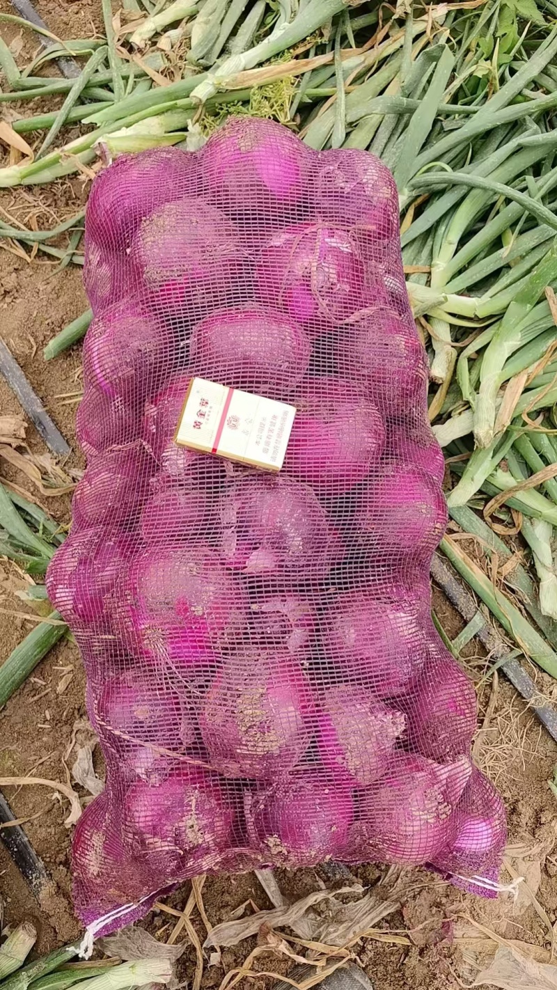 通许洋葱紫皮洋葱新鲜发货一手货源价格便宜量大从优