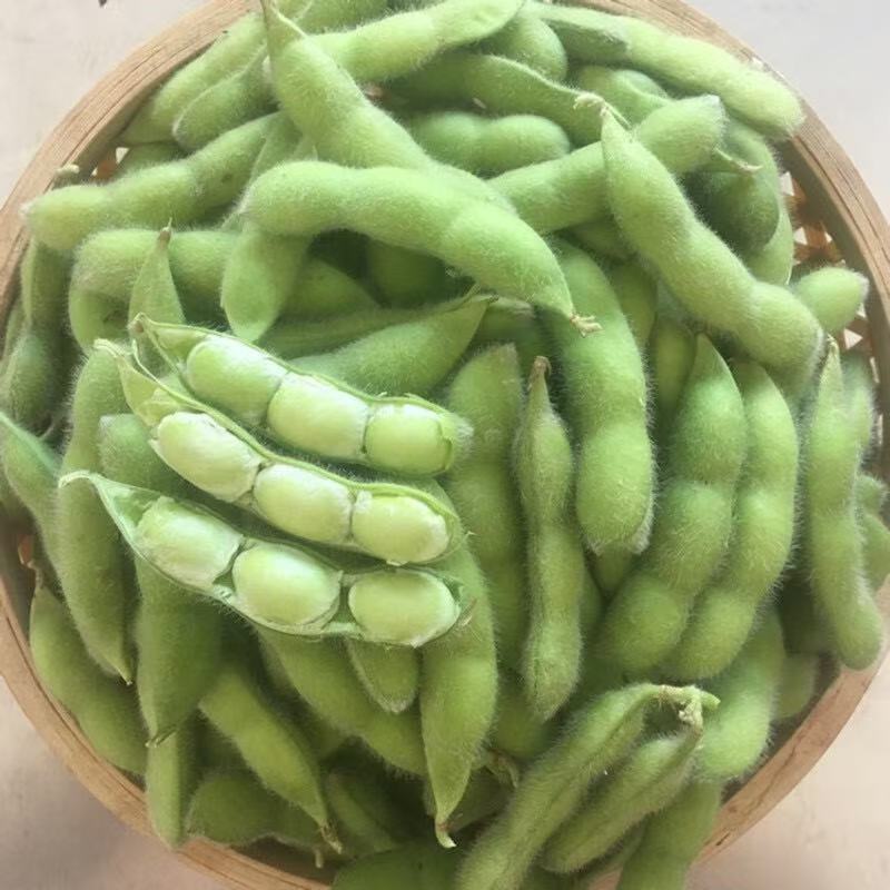 本地毛豆翠绿宝毛豆大量上市产地直发一手货源，可视屏看货