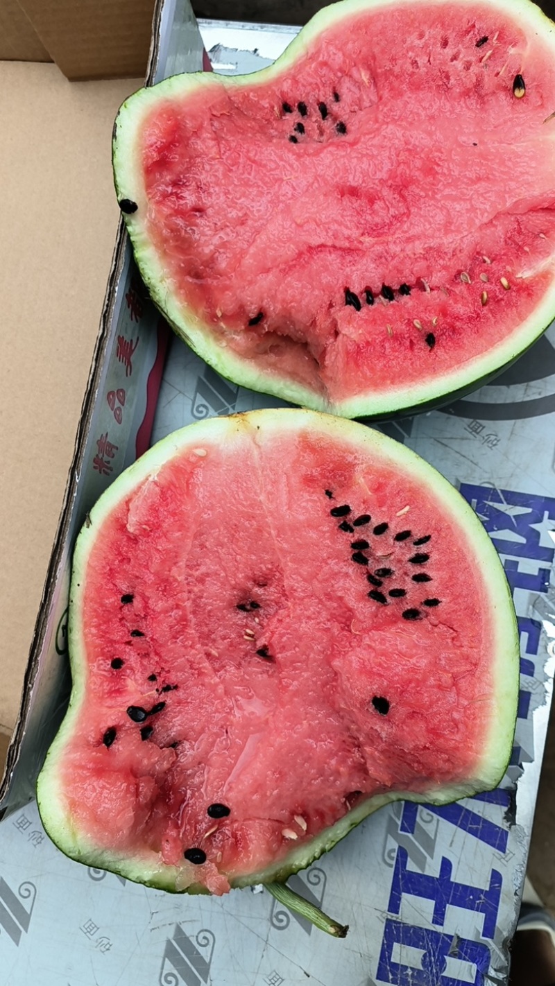 大量供应头茬有籽美都西瓜🍉，质量三包，供应期长达两个月