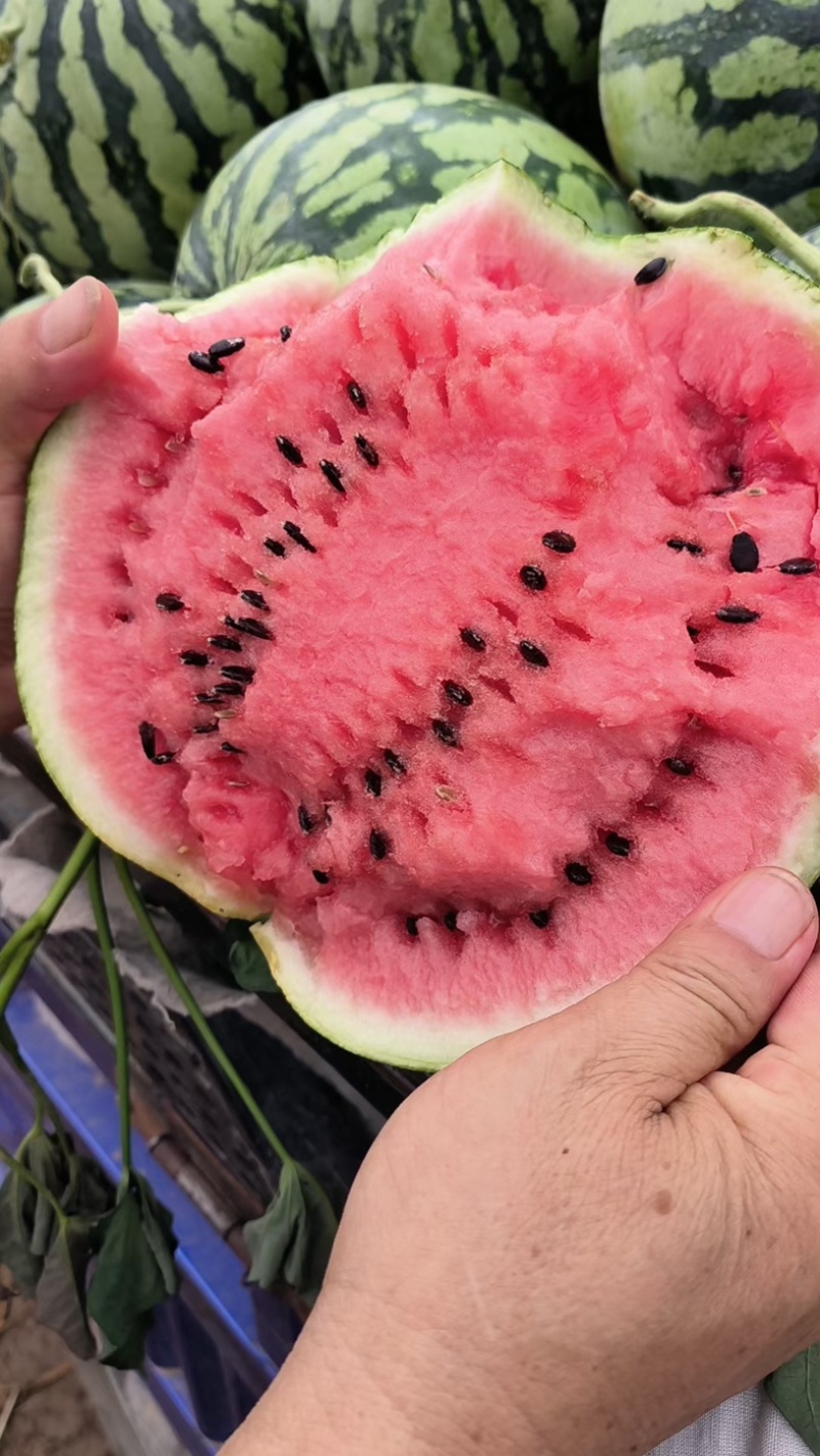 大量供应头茬有籽美都西瓜🍉，质量三包，供应期长达两个月