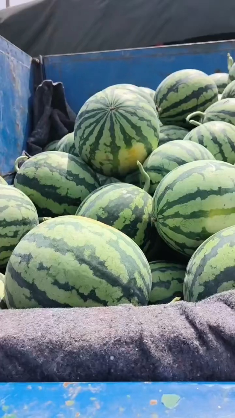 大量供应头茬有籽美都西瓜🍉，质量三包，供应期长达两个月