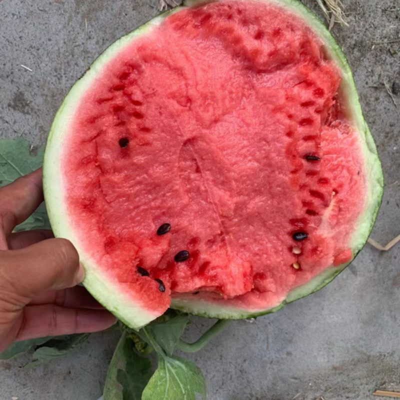 大量供应头茬有籽美都西瓜🍉，质量三包，供应期长达两个月