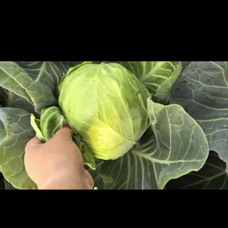 包菜大量出售