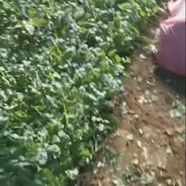香菜