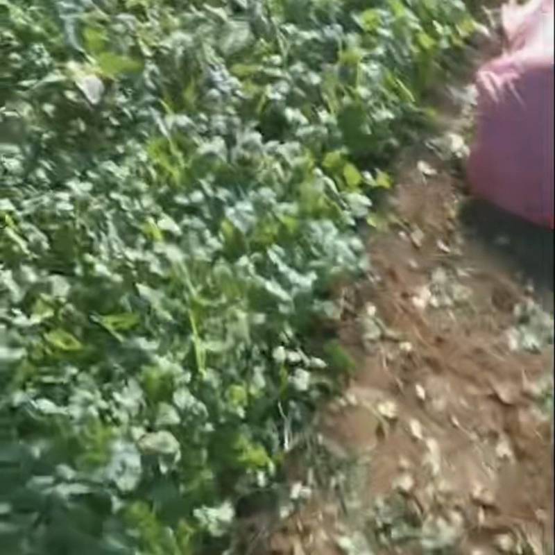 香菜