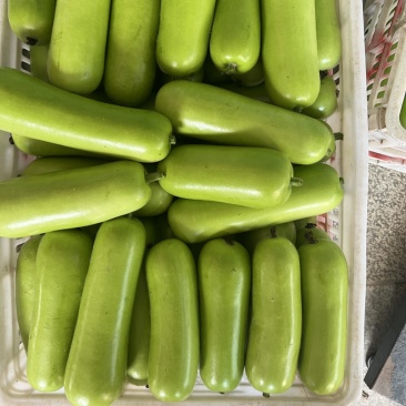原产地精品瓠子、蒲瓜、葫芦瓜、一手货源